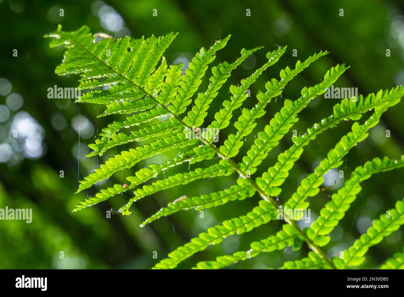 Fern is a member of a group of vascular plants that reproduce by spores