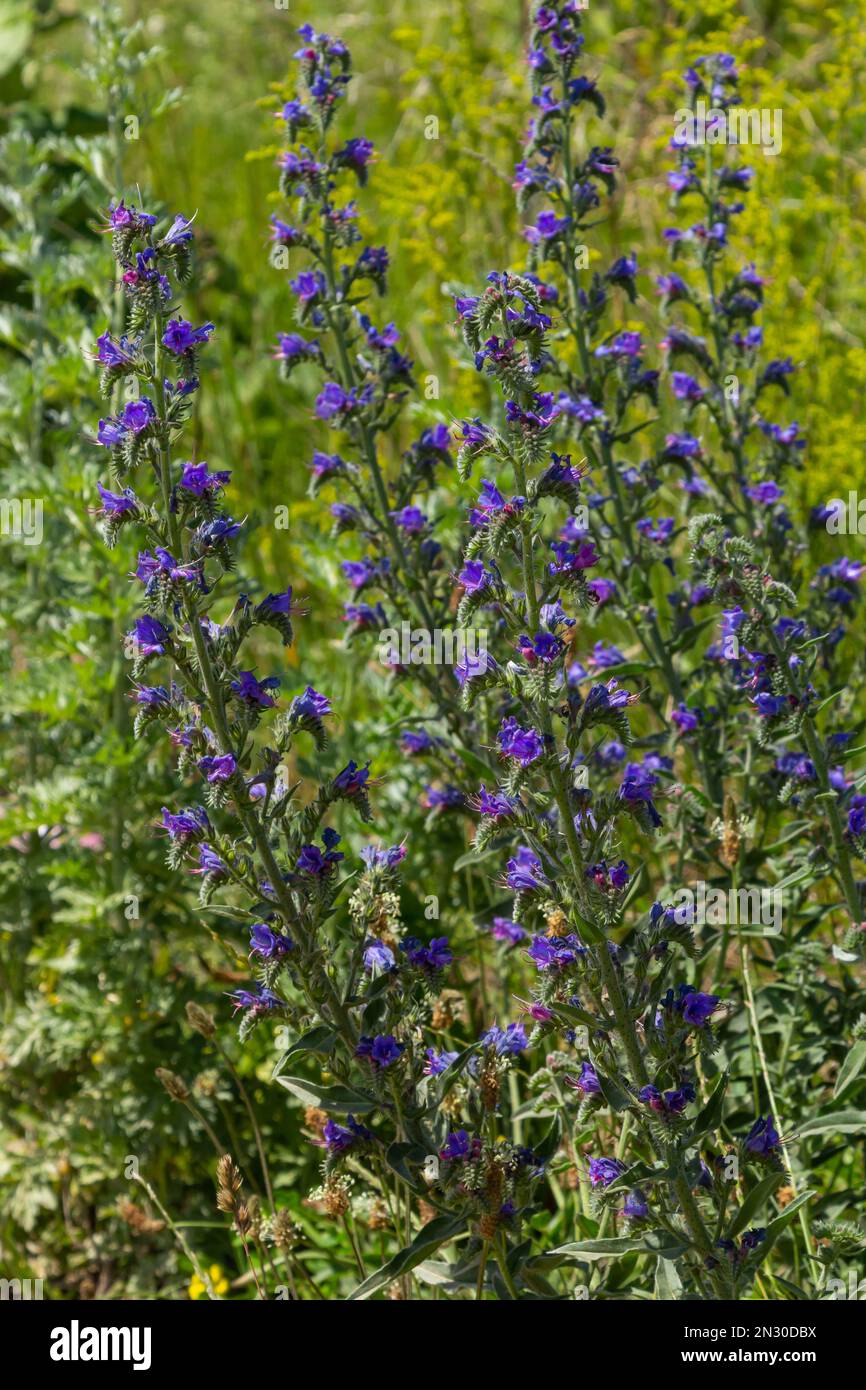 Blue melliferous flowers - Blueweed Echium vulgare. Viper's bugloss is a medicinal plant. Macro. Stock Photo