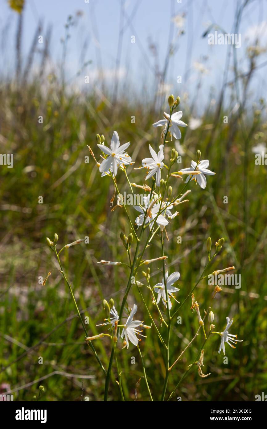 Anthericum ramosum, known as branched St Bernard's-lily, white flower, herbaceous perennial plant, blurred dark green background, selective focus. Stock Photo
