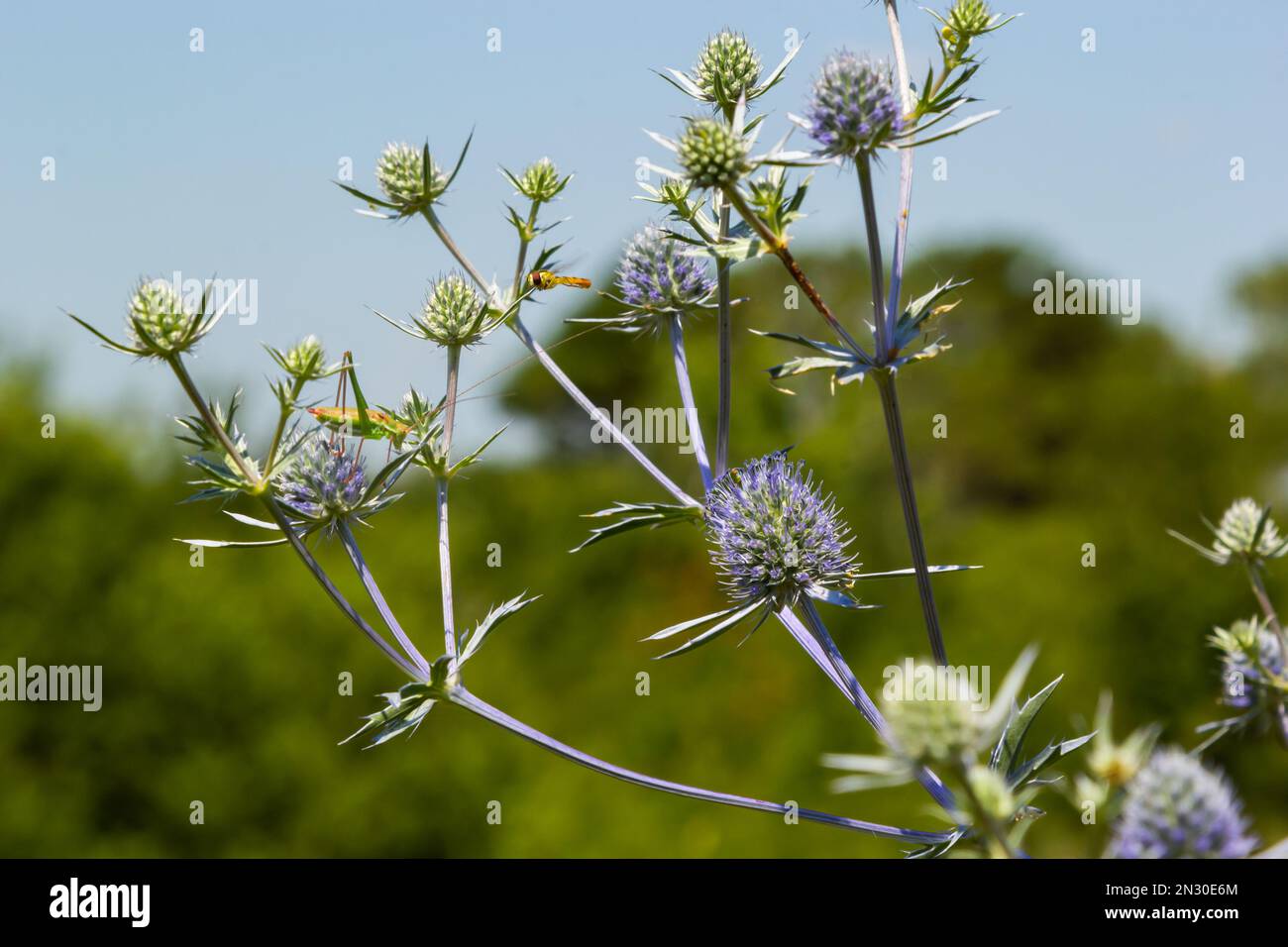 Eryngium Planum Or Blue Sea Holly - Flower Growing On Meadow. Wild Herb Plants. Stock Photo