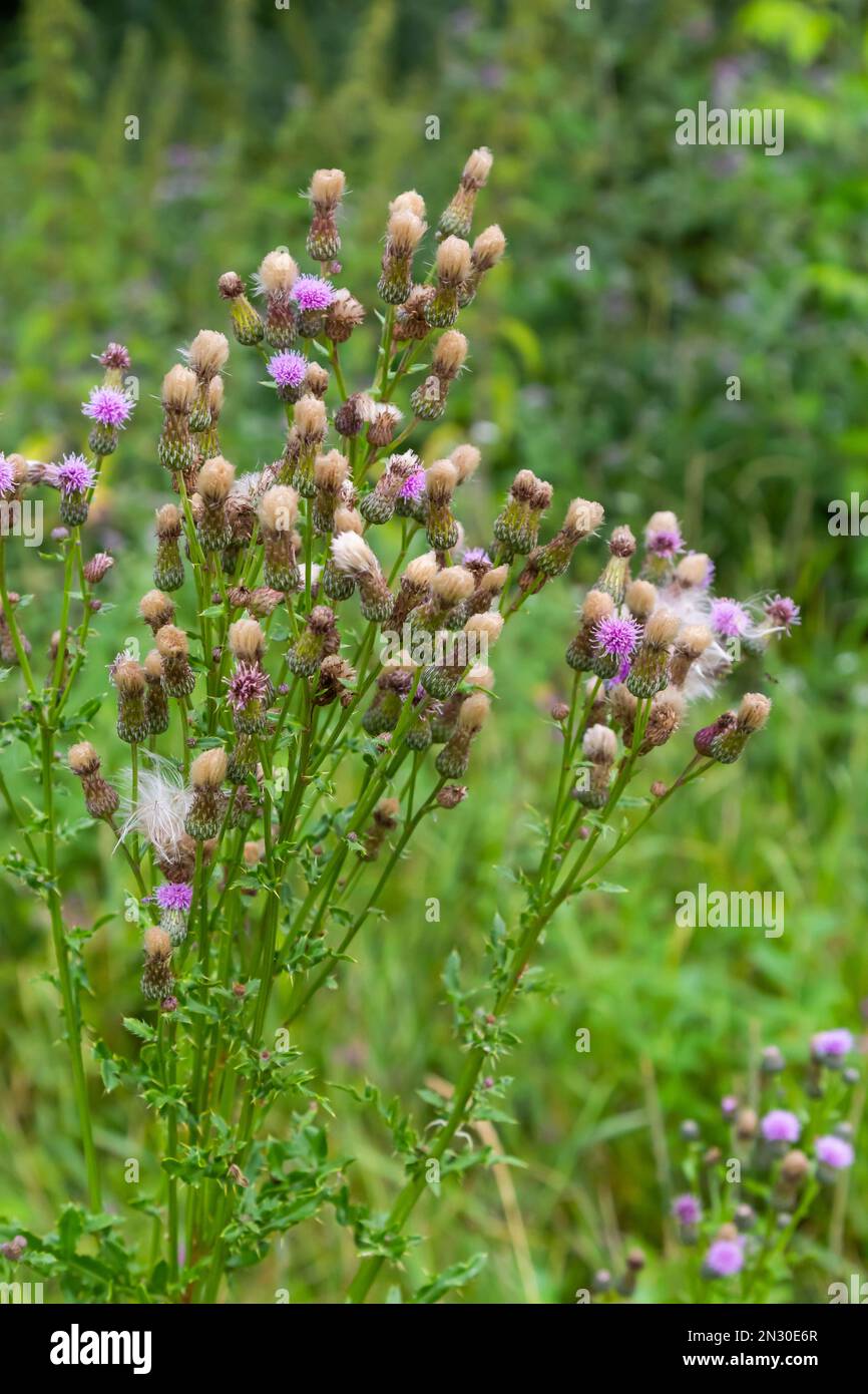A flowering bush of pink sows Cirsium arvense in a natural environment, among wild flowers. Creeping Thistle Cirsium arvense blooming in summer. Viole Stock Photo