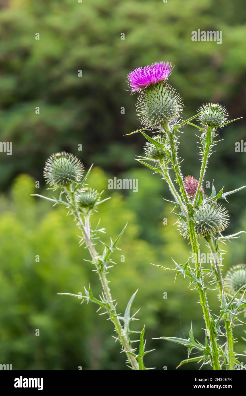 Blessed milk thistle flowers in field, close up. Silybum marianum herbal remedy, Saint Mary's