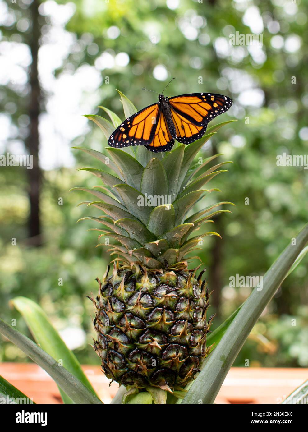 Monarch butterfly sitting on a pineapple Stock Photo Alamy