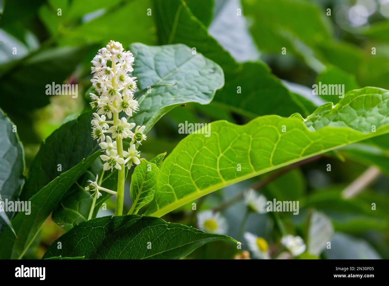 Close up flowering Indian pokeweed Phytolacca acinosa, family Phytolaccaceae. Spring, May, Dutch garden. Stock Photo