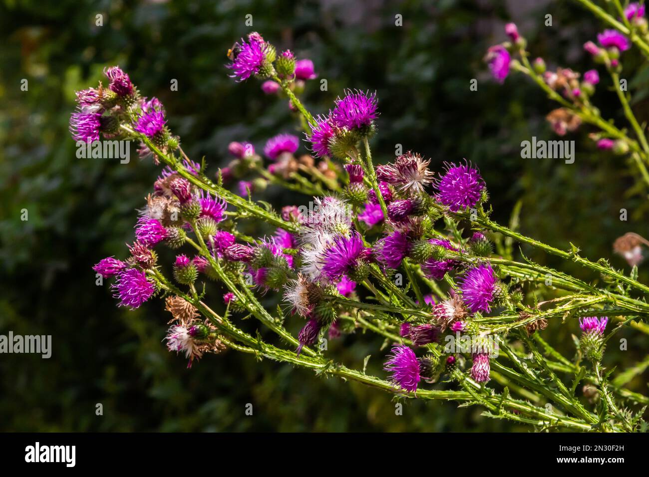Flowering creeping thistle Cirsium arvense, also Canada thistle or field thistle. The creeping thistle is considered a noxious weed in many countries. Stock Photo