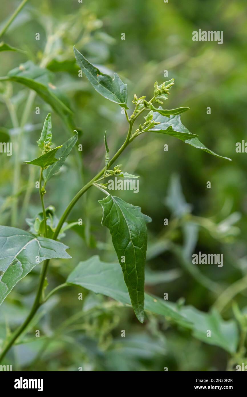 Close up of Common Orache plant Atriplex patula. Common Orache or atriplex patula plant growing in farm. Common Orache plant. Scientific name Chenopod Stock Photo
