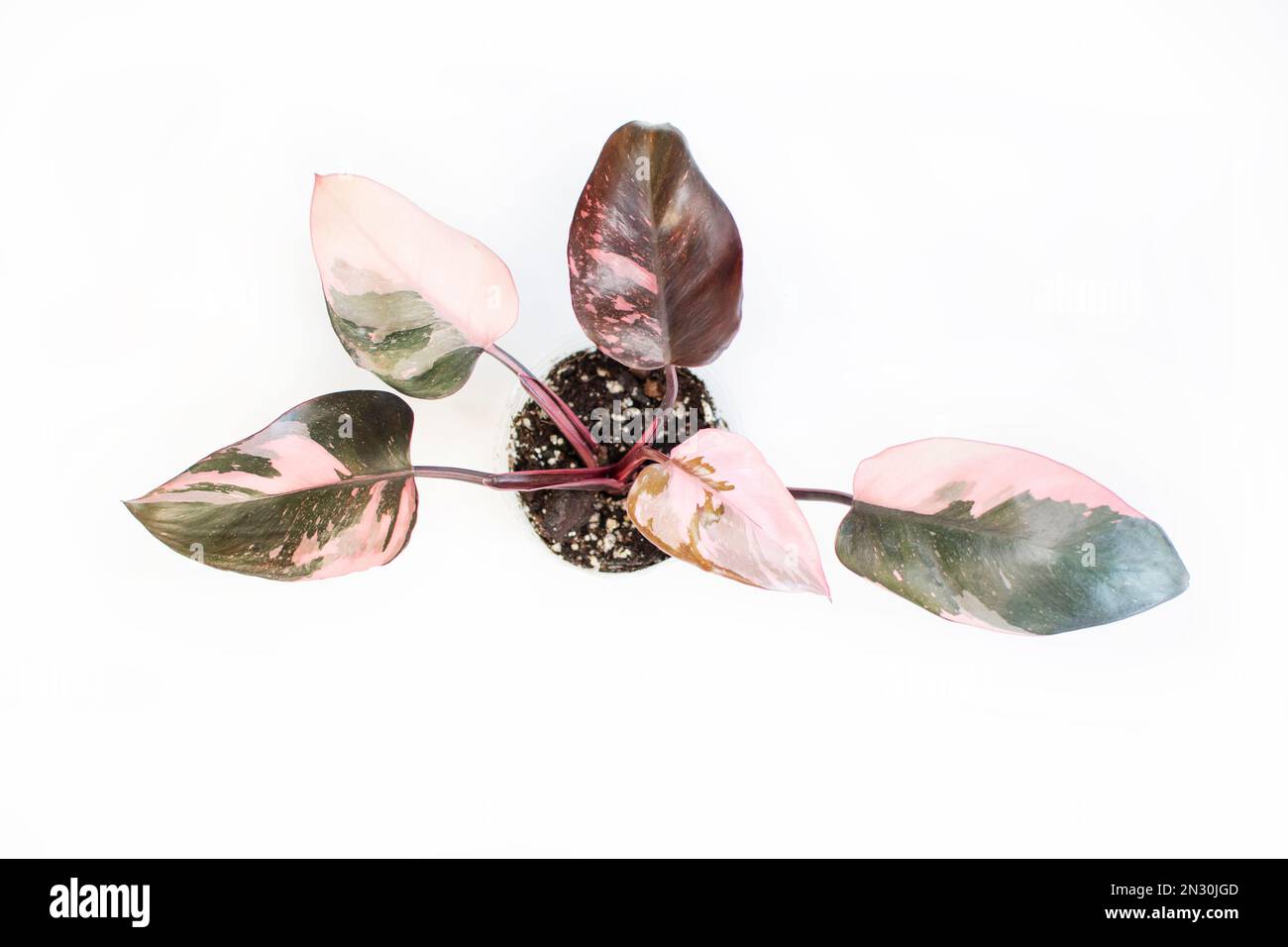 Beautiful half-moon leaf of Philodendron Pink Princess, a popular  houseplant Stock Photo - Alamy