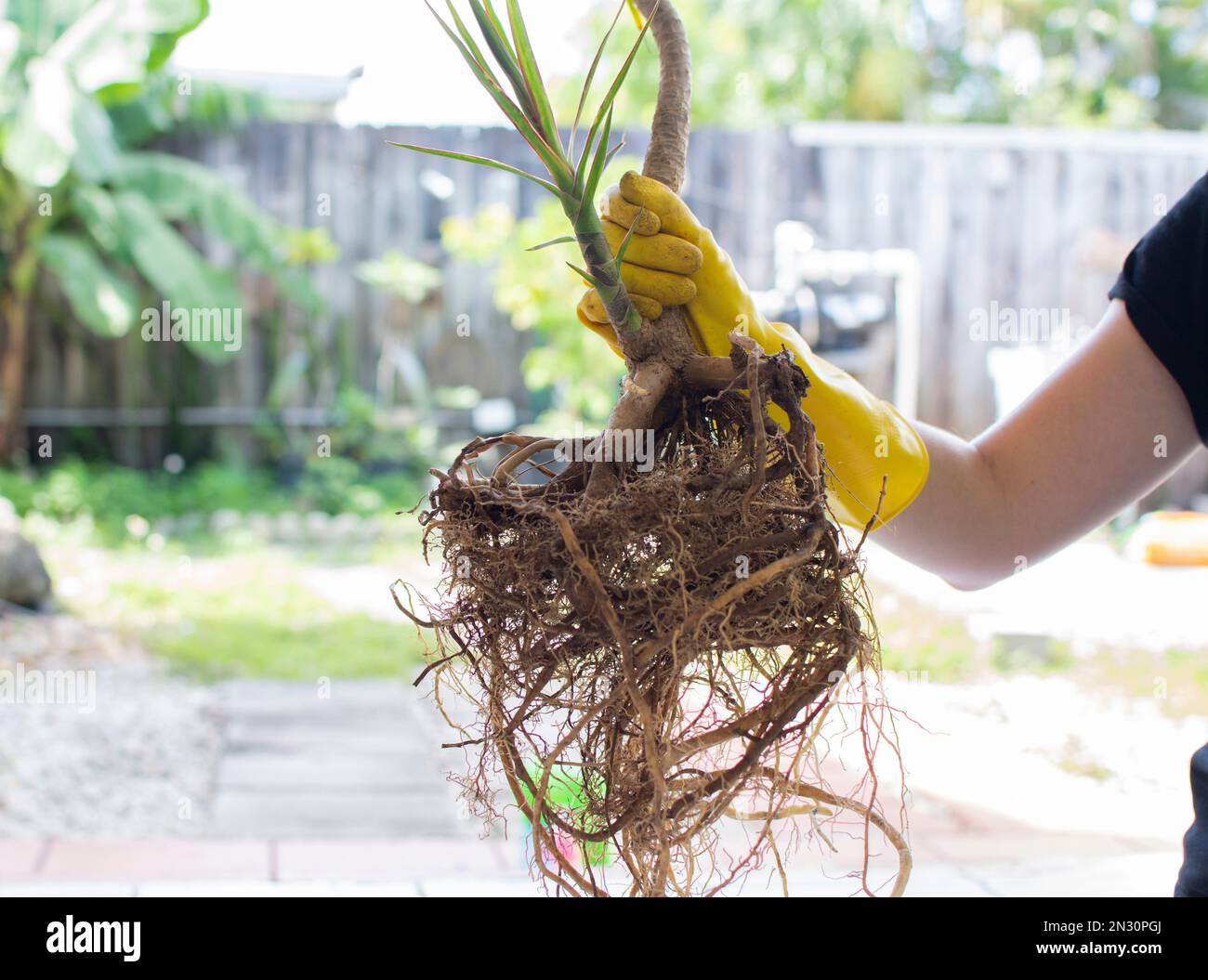 Hand in the gardening glove holding a plant with roots. Ready to repot a plant. Backyard gardening Stock Photo