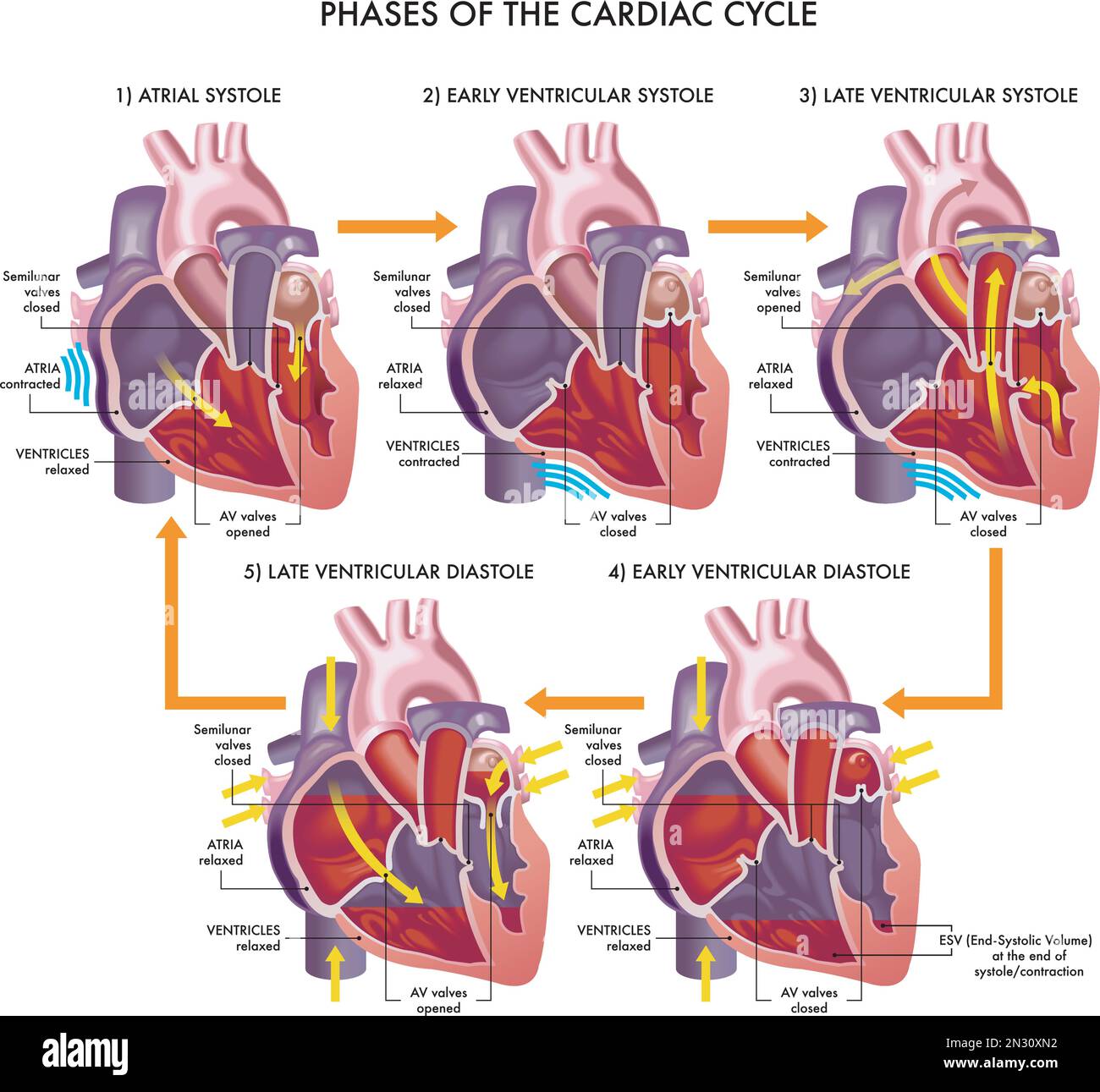 Medical illustration of the phases of the cardiac cycle, with annotations. Stock Vector
