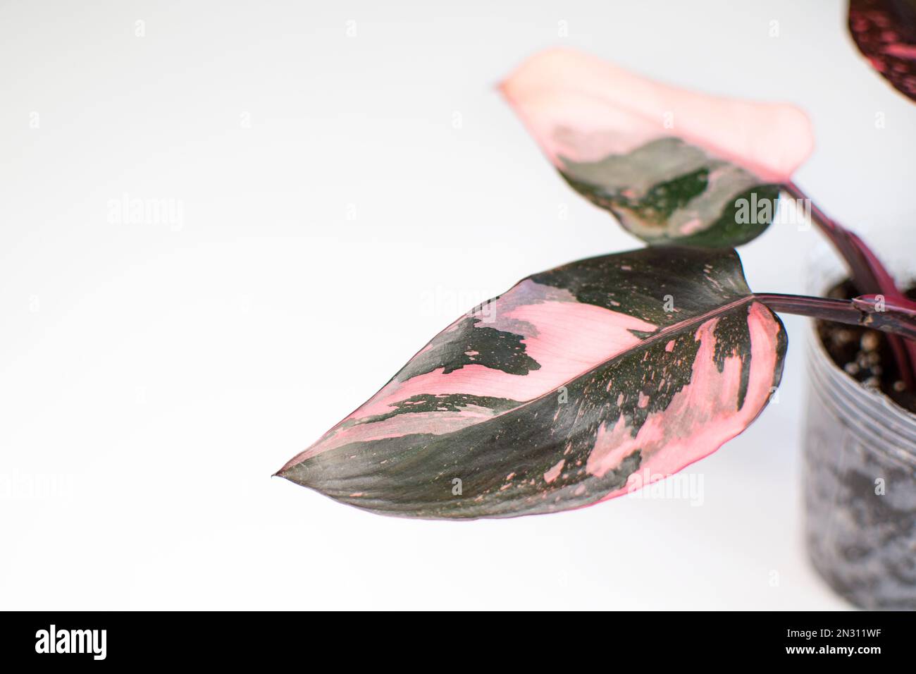 Beautiful bright pink and black leaf of Philodendron Pink Princess, a popular houseplant Stock Photo