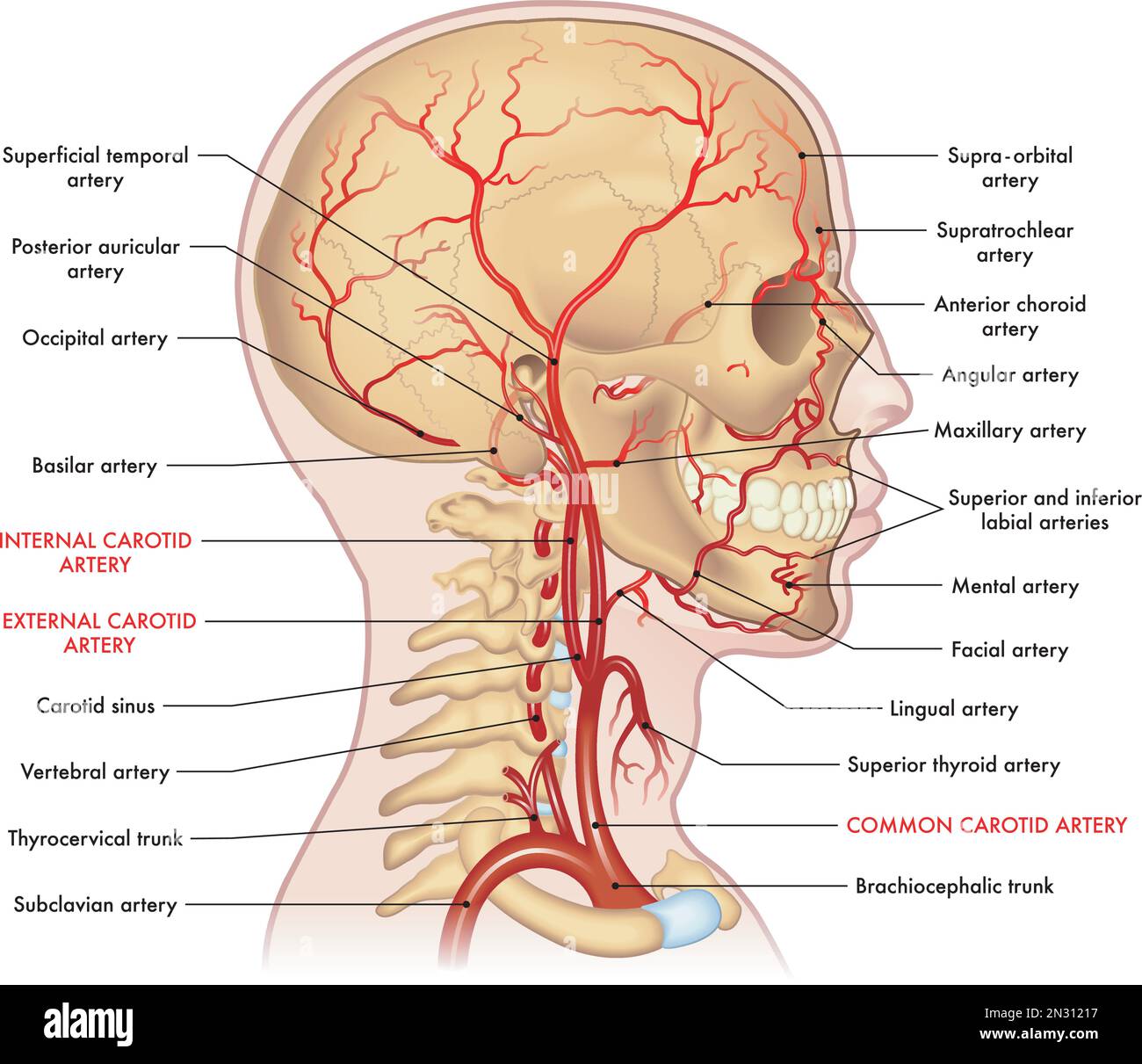 Medical illustration of the major arteries of the head and neck, with annotations. Stock Vector