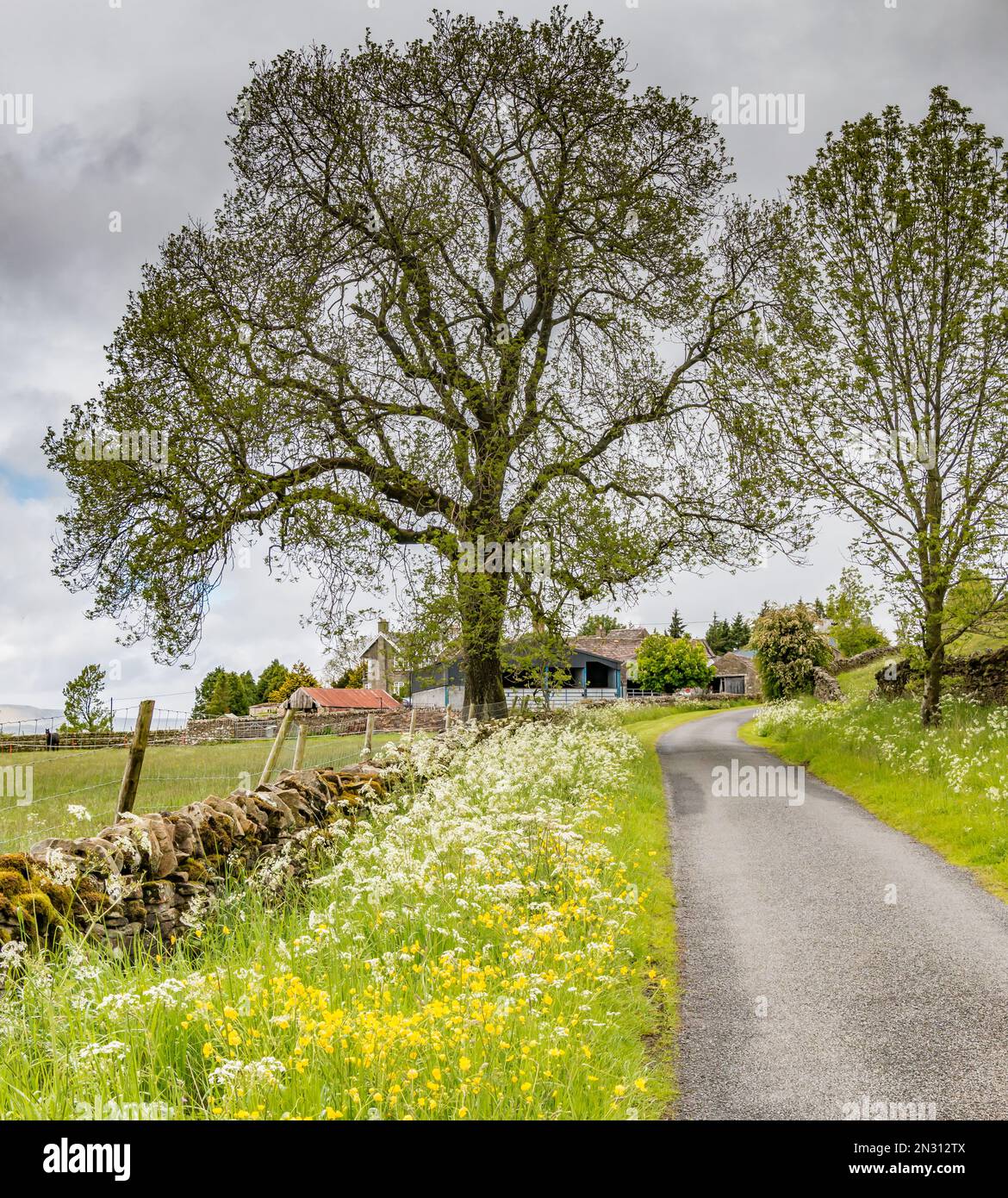 Buttercups and Cow Parsley make a colourful road verge on the approach to Bell Farm above Newbiggin, Teesdale Stock Photo