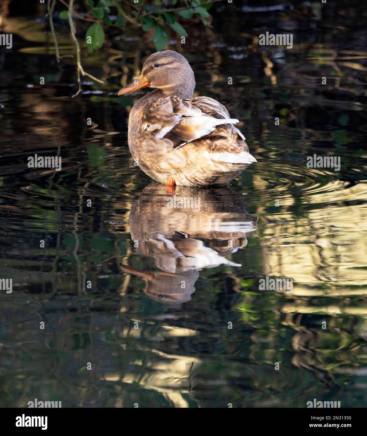 In stark contrast the female Mallard lacks a lot of the colour of the