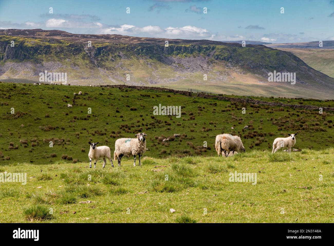 The dramatic Cronkley Scar as seen from across the dale at Wool Pits Hill farm. Stock Photo