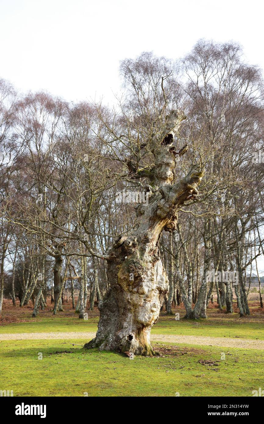 Old hollo Oak tree Stock Photo Alamy