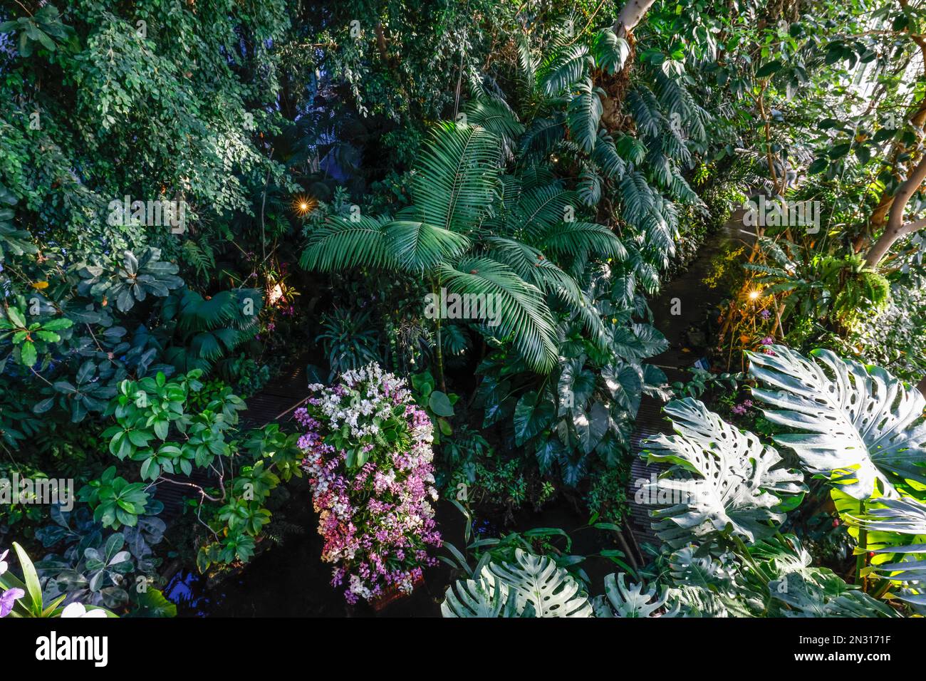 A THOUSAND AND ONE ORCHIDS EXHIBITION IN THE GREAT GREENHOUSES OF THE JARDIN DES PLANTES IN PARIS Stock Photo