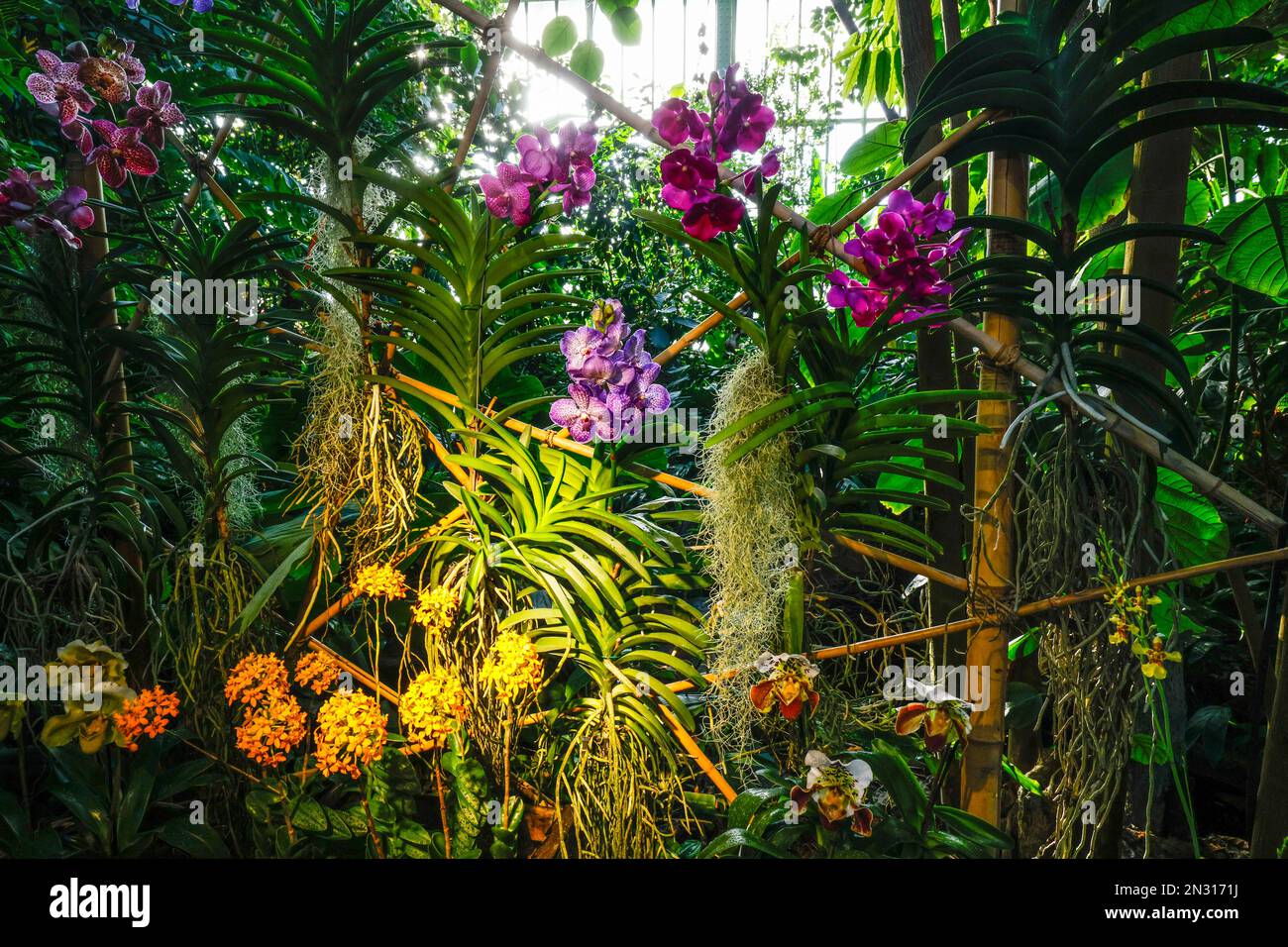 A THOUSAND AND ONE ORCHIDS EXHIBITION IN THE GREAT GREENHOUSES OF THE JARDIN DES PLANTES IN PARIS Stock Photo