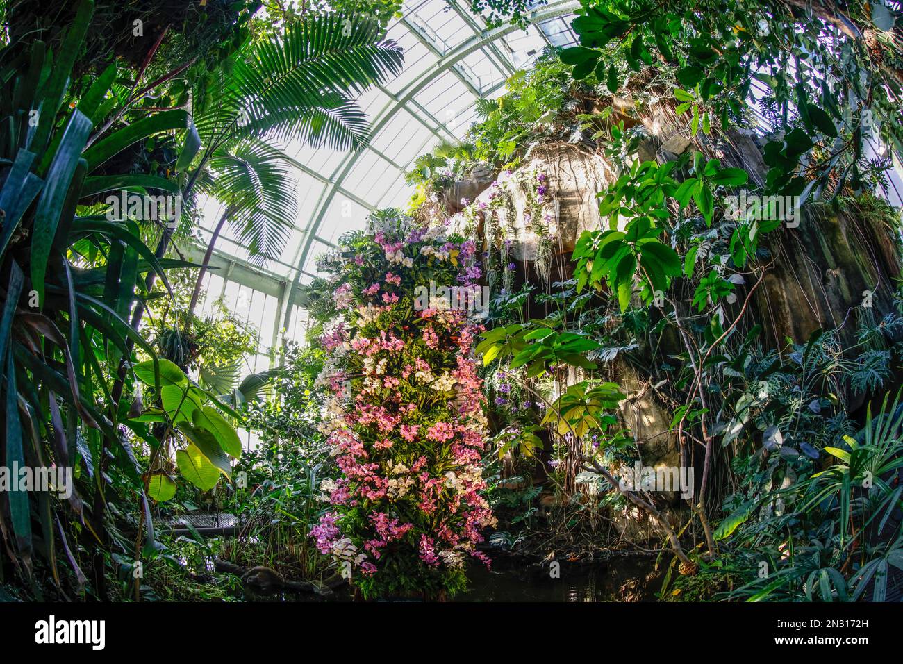 A THOUSAND AND ONE ORCHIDS EXHIBITION IN THE GREAT GREENHOUSES OF THE JARDIN DES PLANTES IN PARIS Stock Photo