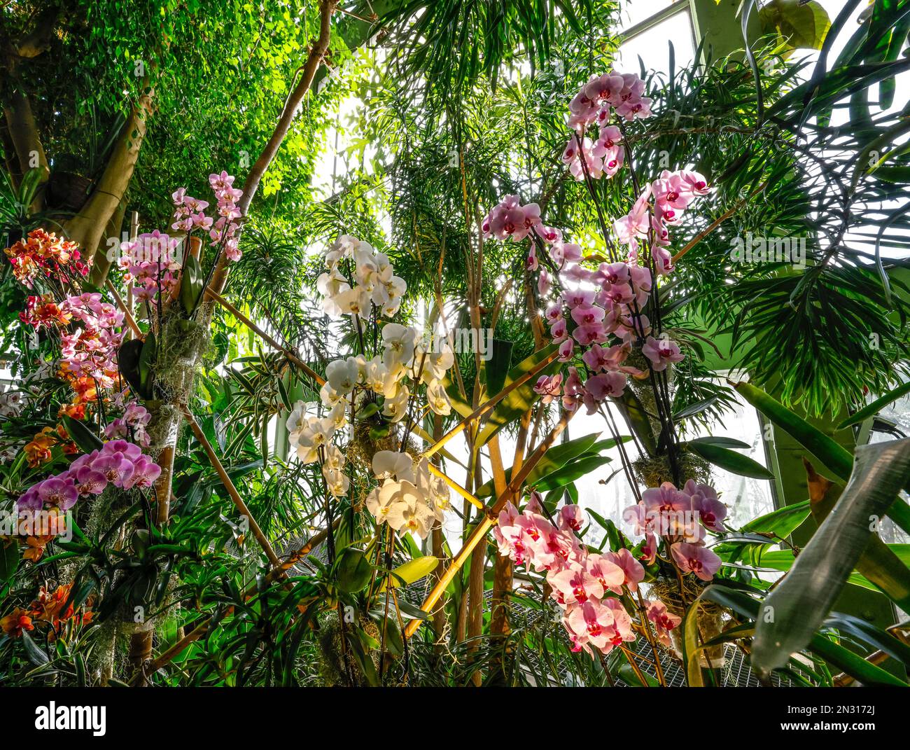 A THOUSAND AND ONE ORCHIDS EXHIBITION IN THE GREAT GREENHOUSES OF THE JARDIN DES PLANTES IN PARIS Stock Photo