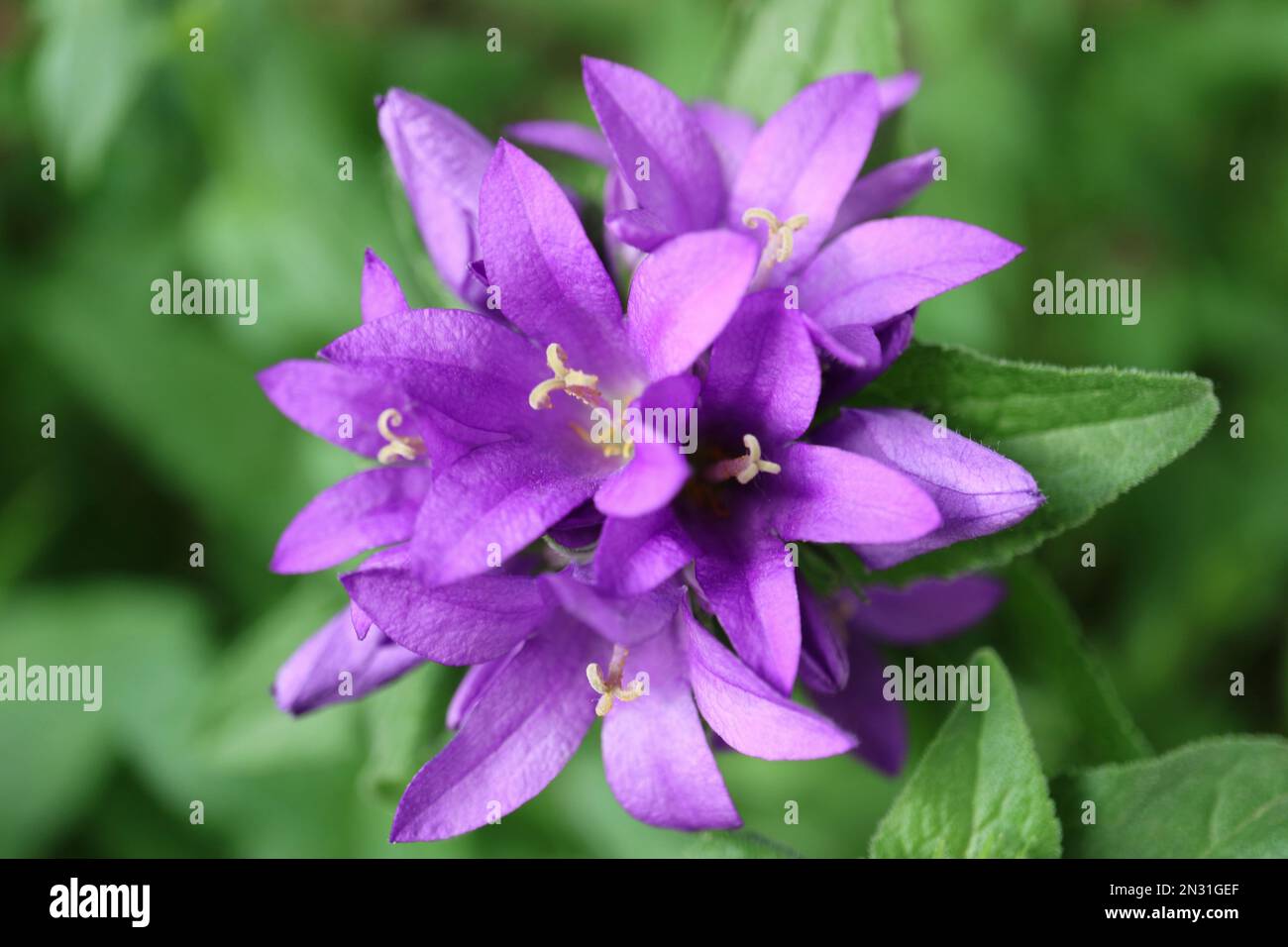 Purple Bell flowers with delicate petals and green leaves in the garden, Campanula Glomerata, purple Bell flowers macro, beauty in nature, floral phot Stock Photo