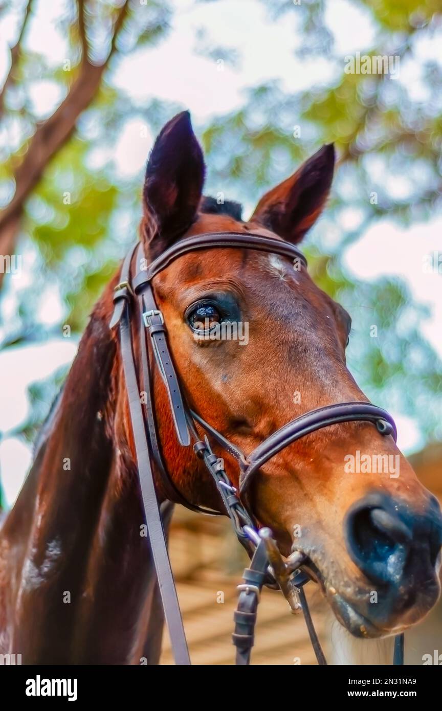 A close up of the head of a light brown horse, wearing a lead line