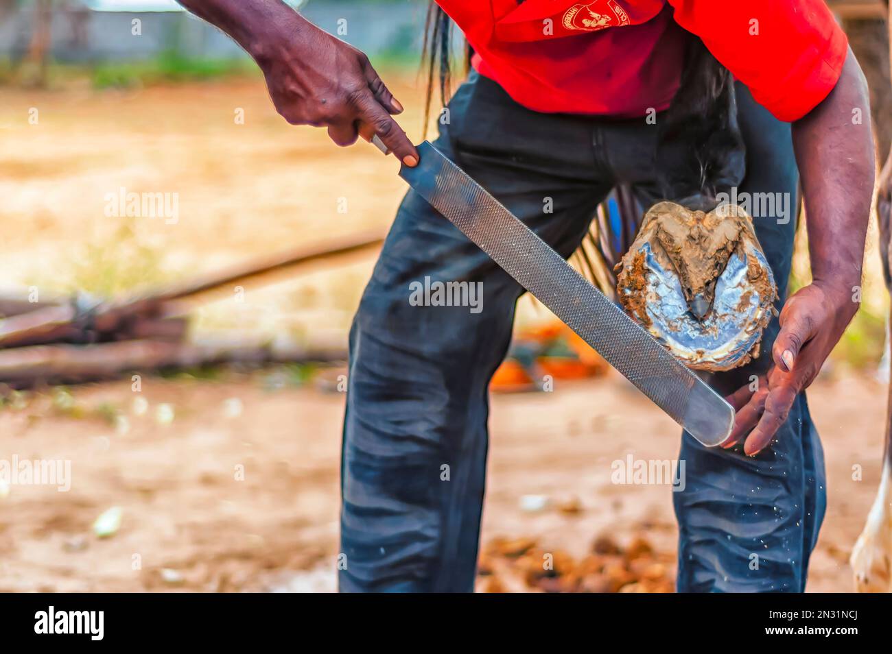 A farrier using a rasp to finish trim and smooth out the edges of a