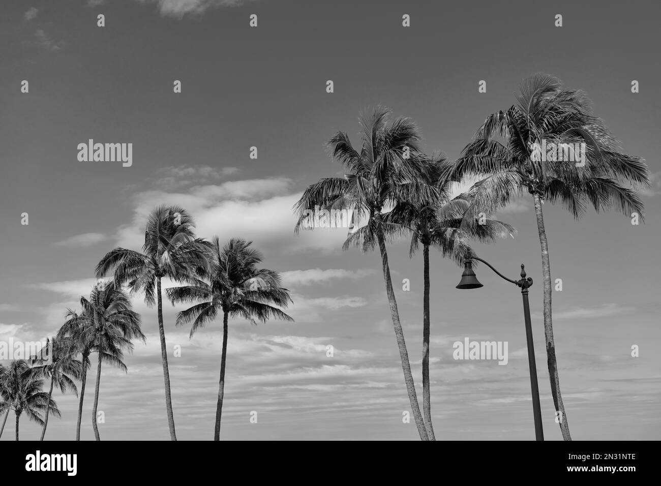 palm tree with leaves on blue sky background Stock Photo - Alamy