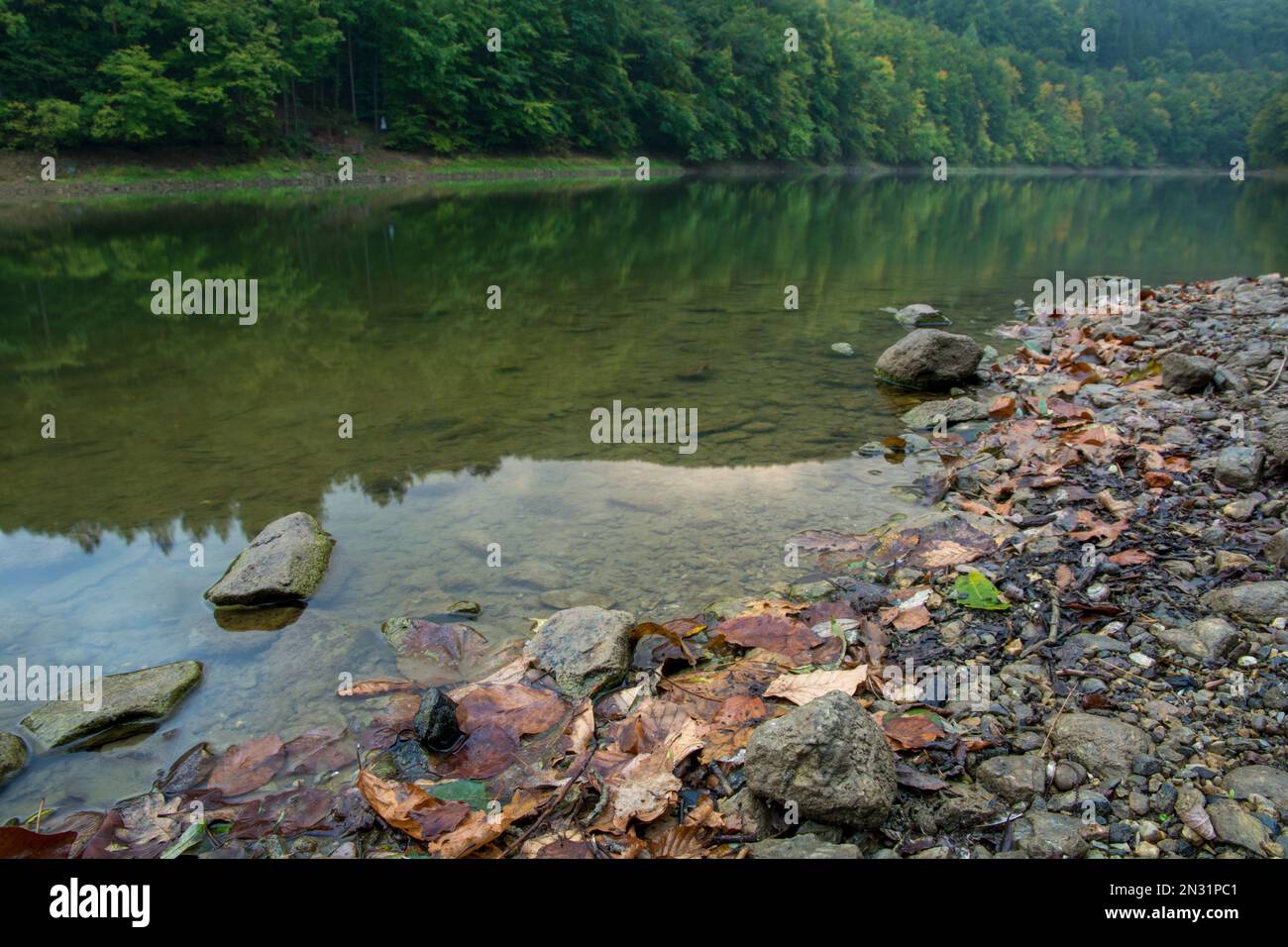 forest lake and lake shore at summer Stock Photo Alamy