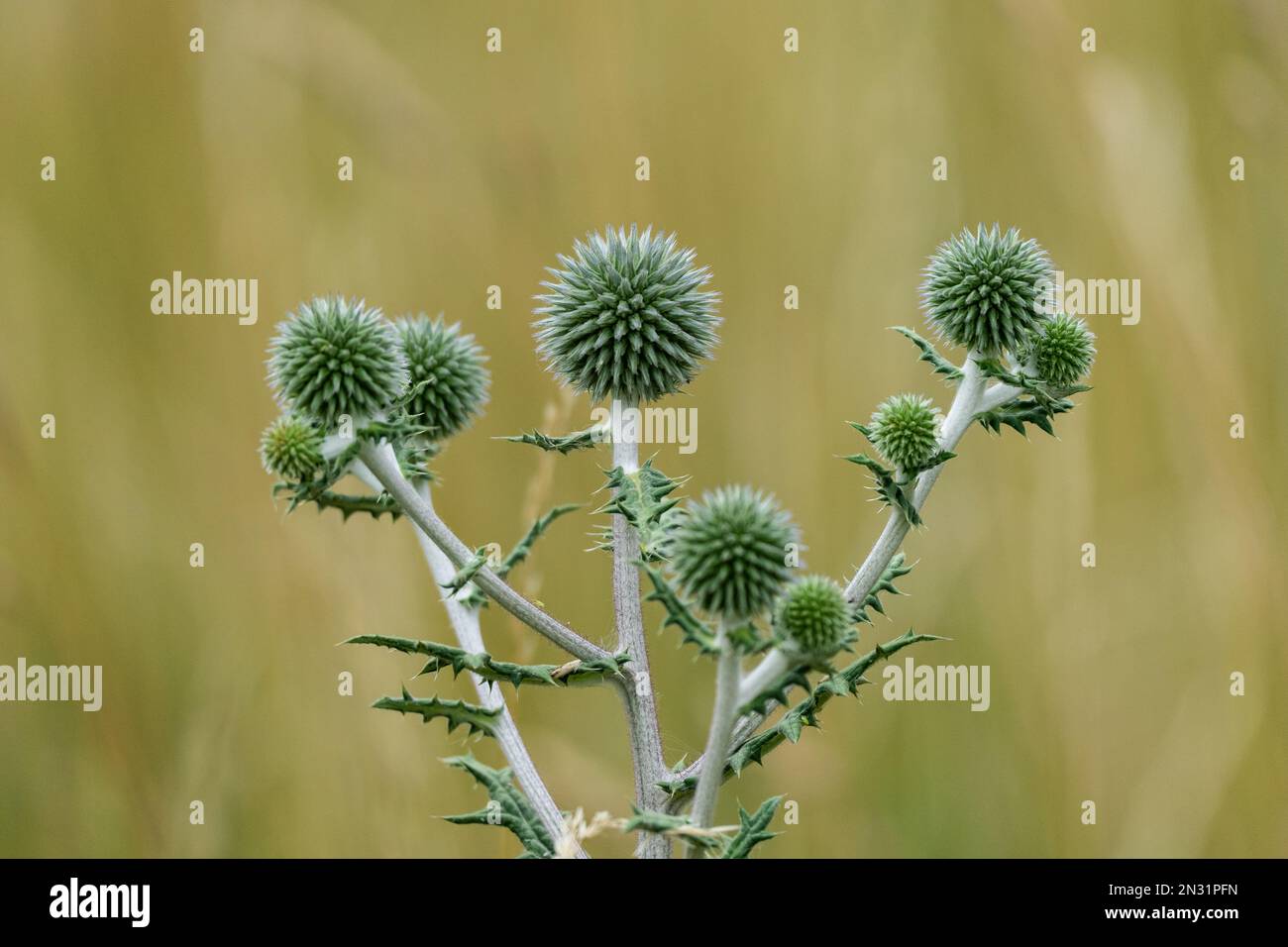 Wild plant of Echinops sphaerocephalus, close-up. Stock Photo