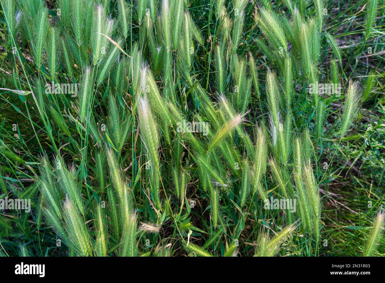 Weed - seeds of Hordeum jubatum. Background. Stock Photo