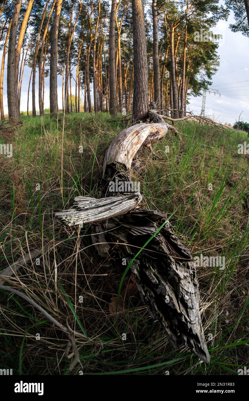 Fallen trees in a pine forest. Late spring Stock Photo - Alamy