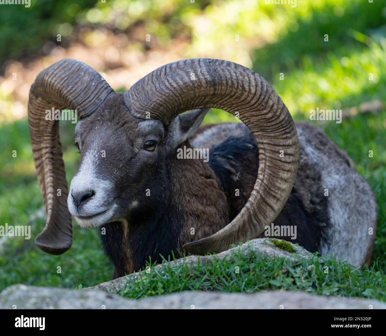Ram , goat with large round horns, with its nose white and sitiing in the  grass Stock Photo - Alamy