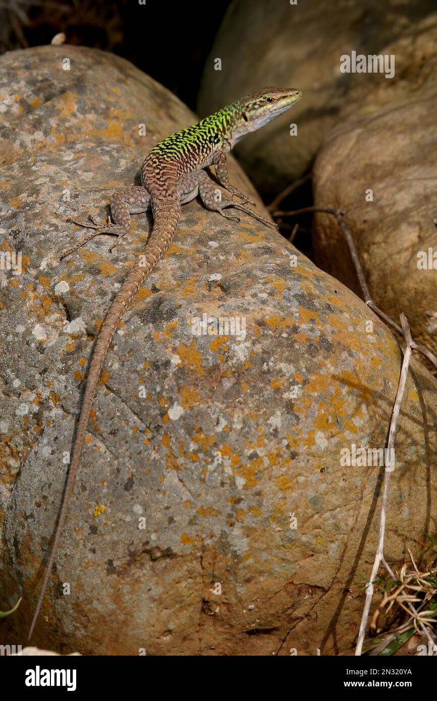 April Lizard Italian Wall Lizard (Podarcis sicula) adult male of reticulated form ...