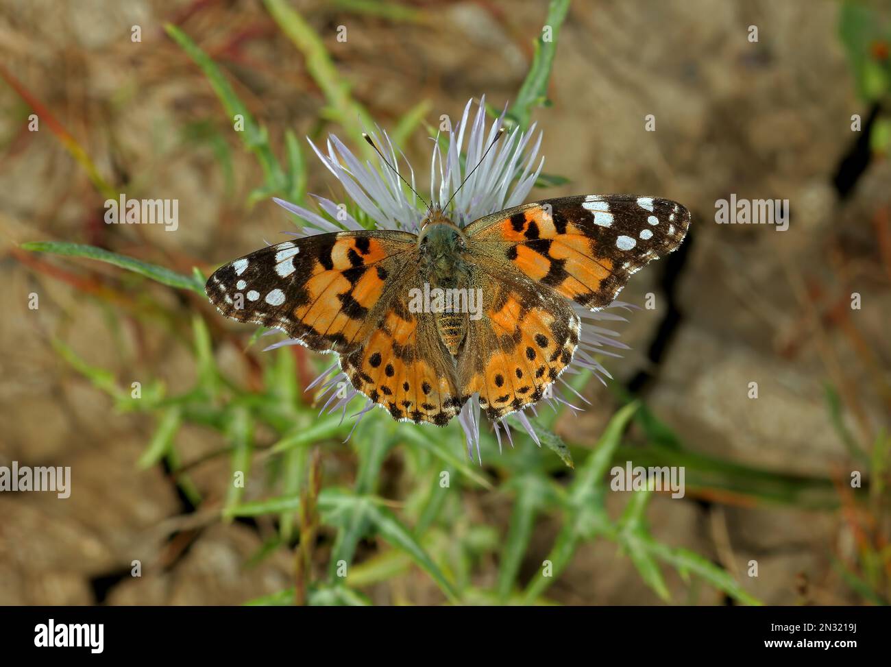 Painted Lady (Cynthia cardui) adult with wings open feeding on thistle  Trapani, Sicily                    April Stock Photo