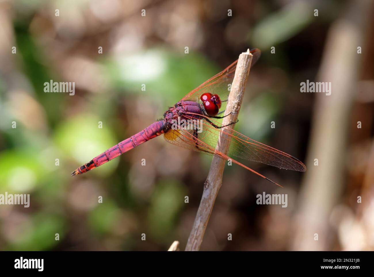 Violet Dropwing (Trithemis annulata) adult male perched on stick  Sicily, Italy          May Stock Photo