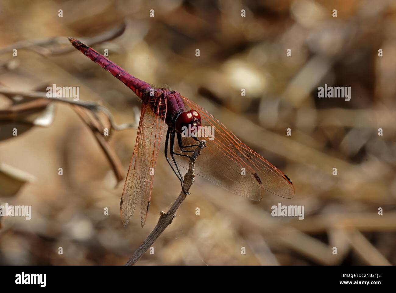 Violet Dropwing (Trithemis annulata) adult male perched on stick  Sicily, Italy          May Stock Photo