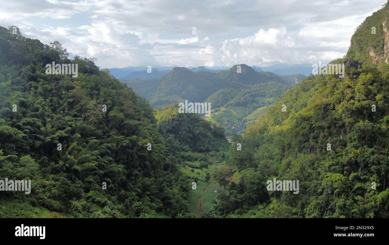 An aerial view of forest with dense trees Stock Photo - Alamy