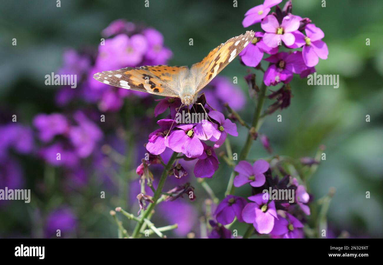 Painted Lady Butterfly feeding on Erysimum Bowles's Mauve flowers Stock Photo