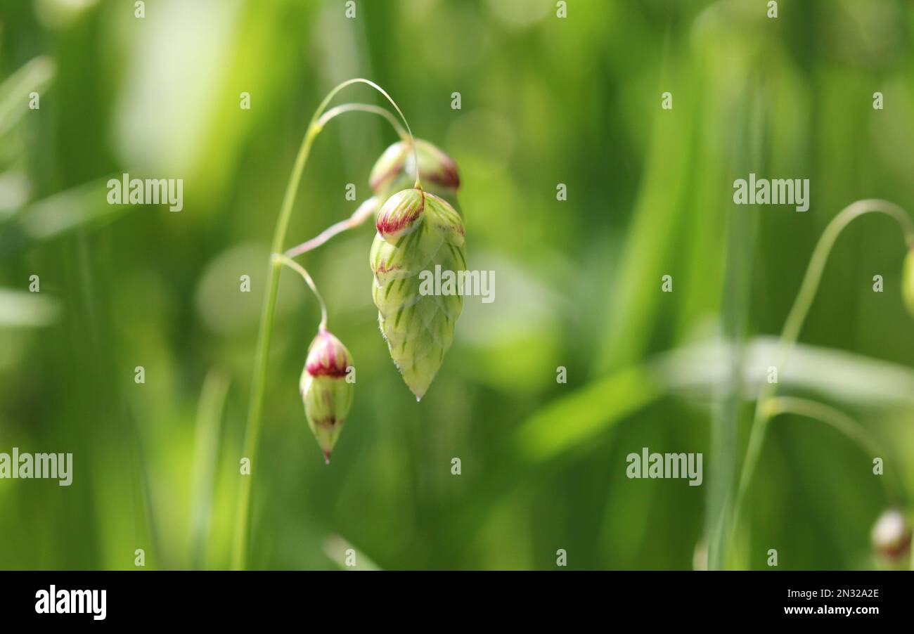Briza, or Quaking Grass Close up Stock Photo