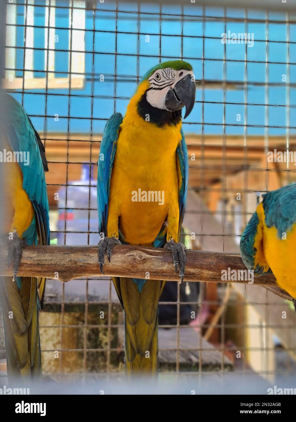 A vertical closeup of blue and yellow Macaw in the cage Stock Photo - Alamy