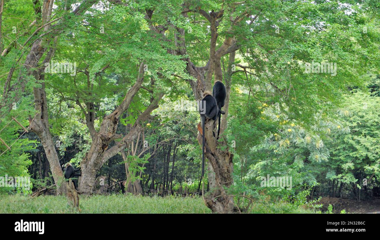 Lion tailed macaque or Macaca silenus also known as the wanderoo ...