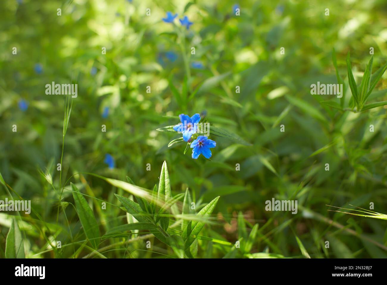 Blue flower of Lithospermum purpurocaeruleum in the garden. Summer and spring time. Stock Photo