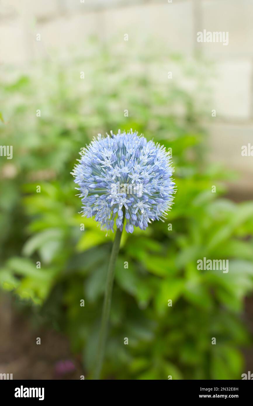 White flowers of Allium caeruleum in the garden. Summer and spring time. Stock Photo
