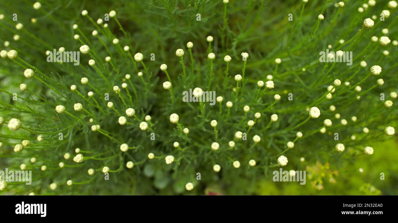 White flower of Green Santolina - Santolina rosmarinifolia in the garden. Summer and spring time. Stock Photo