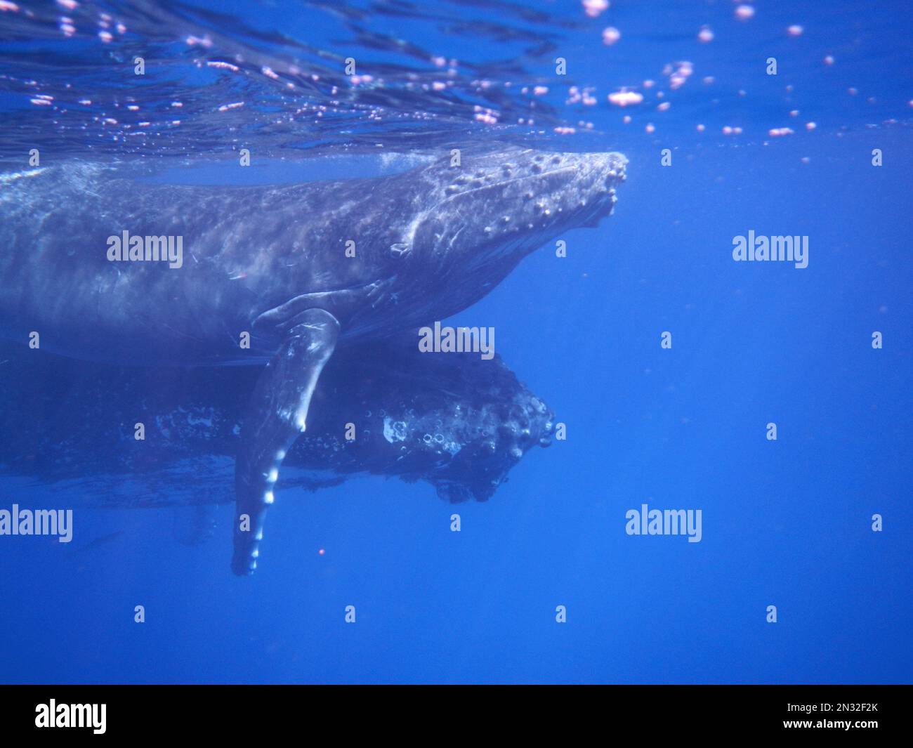 Humpback Whale with baby Stock Photo - Alamy