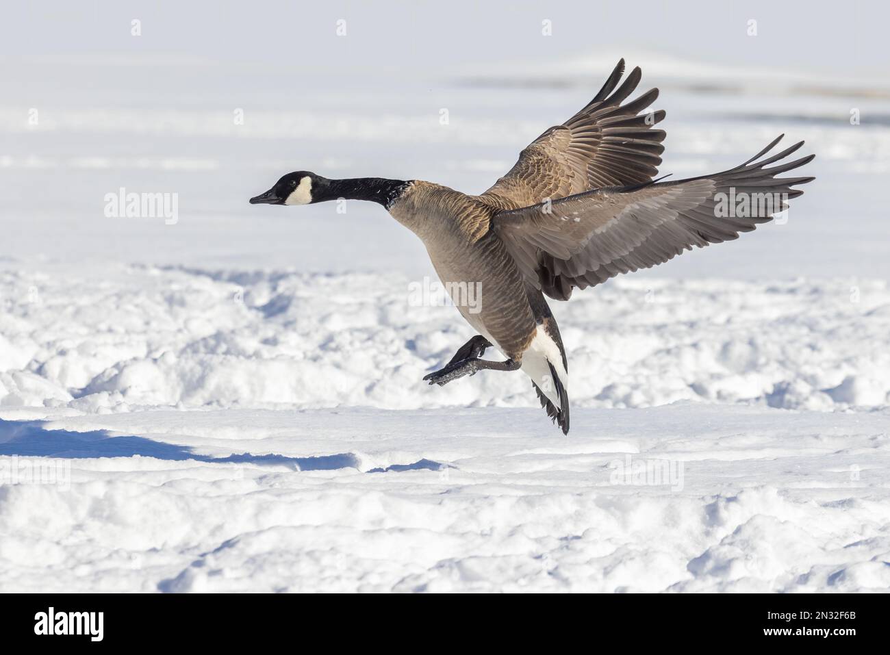 Canada goose (Branta canadensis) flying in cold Canadian winter Stock