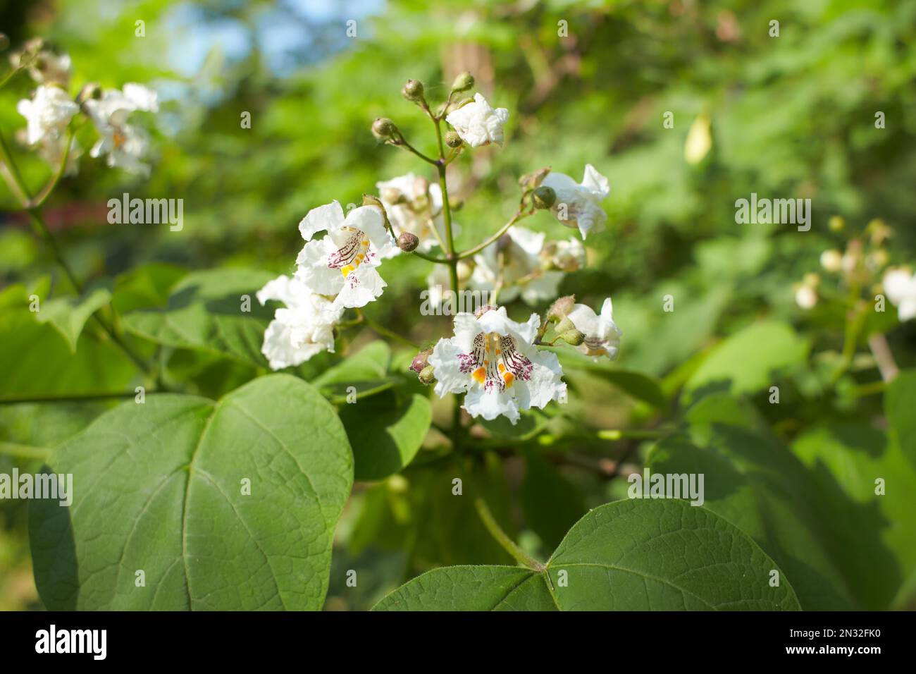 White flowers of Southern catalpa in the garden. Summer and spring time. Stock Photo
