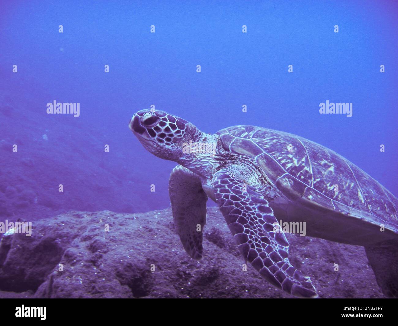 Sea Turtle in la Réunion Stock Photo