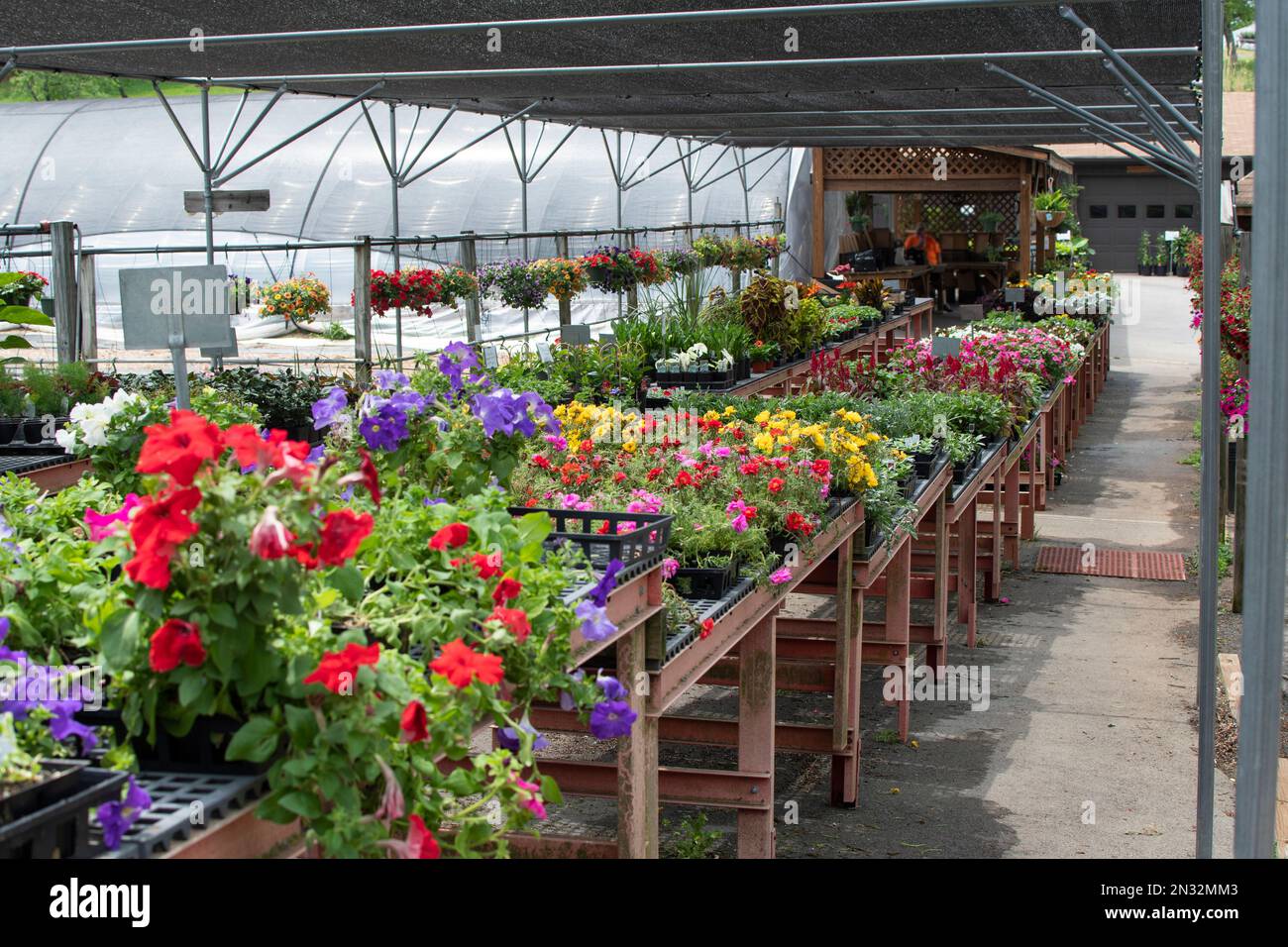 Various flowers and plants inside nursery Stock Photo