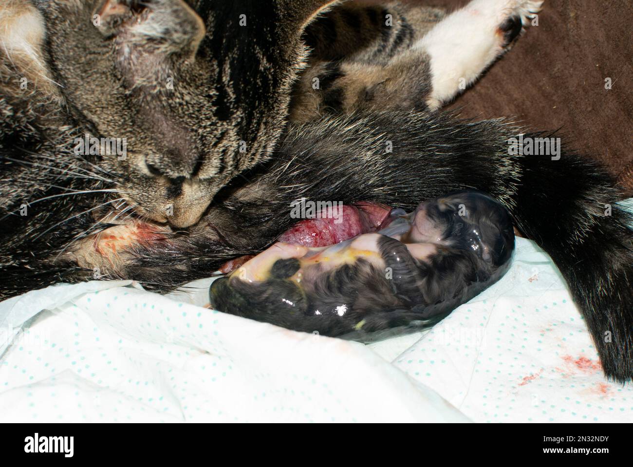 Newborn kitten in the amniotic sac Stock Photo